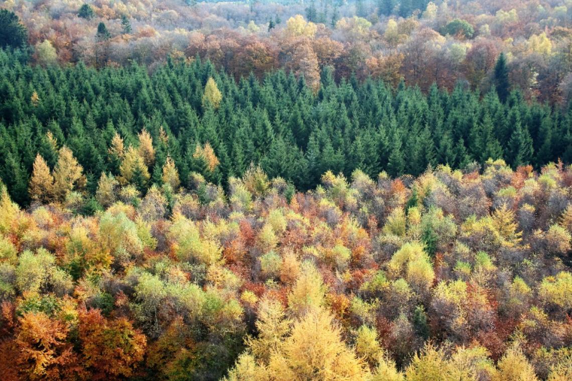 GAL Ardenne Méridionale - Projet Forêt - Filière Bois - Sylviculture