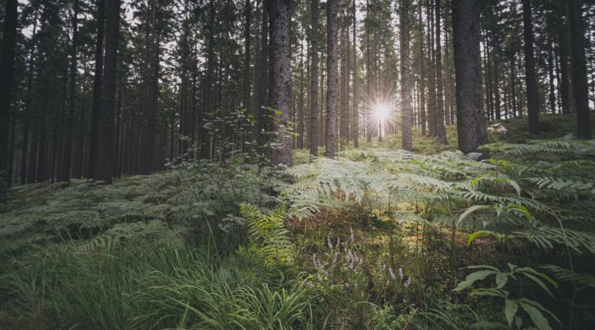 Soutenir la filière bois locale - Promotion, mise en rÃ©seau et orientation - Publications Parc Naturel Ardenne Meridionale