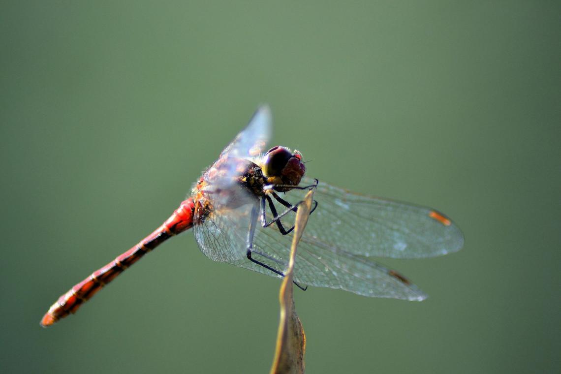 Patrimoine naturel_© M. Gillet, PNAM