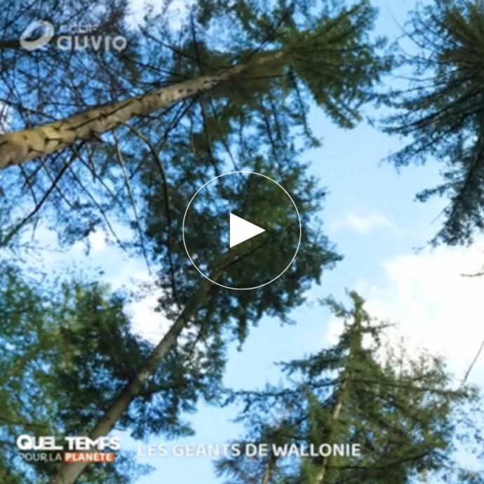 À la découverte de l'arbre le plus haut de Wallonie - Revue de presse GAL Ardenne Meridionale